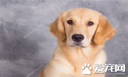 金毛尋回犬是中型犬嗎 金毛尋回犬是中型犬