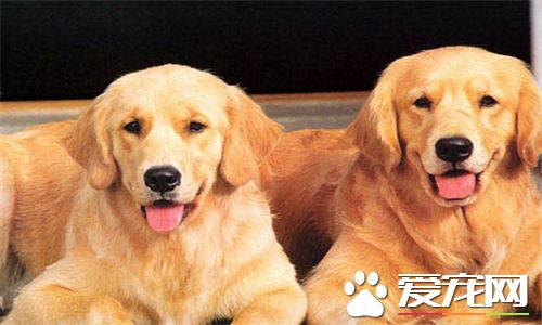 金毛尋回犬什麼顏色 金毛還是以金黃色為主