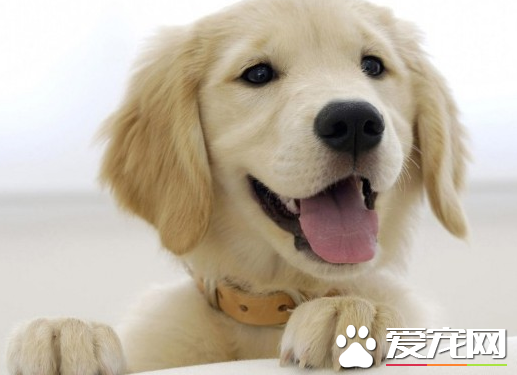 金毛尋回犬身高 金毛公犬肩高23到24英寸