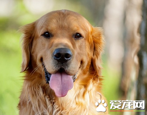 金毛尋回犬身高 金毛公犬肩高23到24英寸