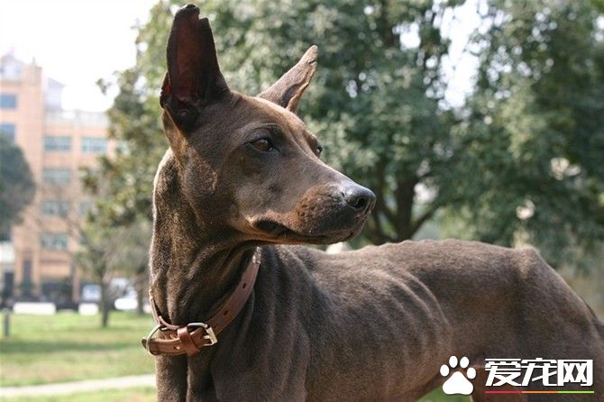 法老王獵犬打架厲害嗎 法老王獵犬打架很厲害