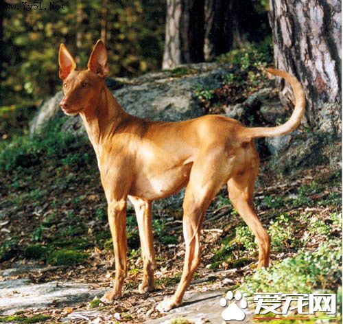 法老王獵犬打架厲害嗎 法老王獵犬打架很厲害