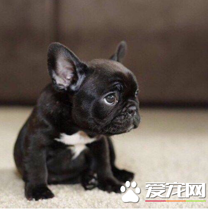 法國斗牛犬智商排名 法斗的智商排名在58位