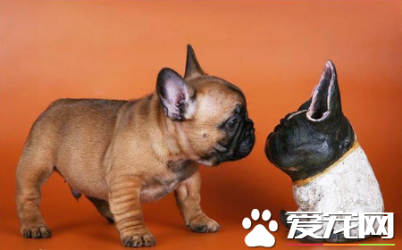 法國斗牛犬智商排名 法斗的智商排名在58位
