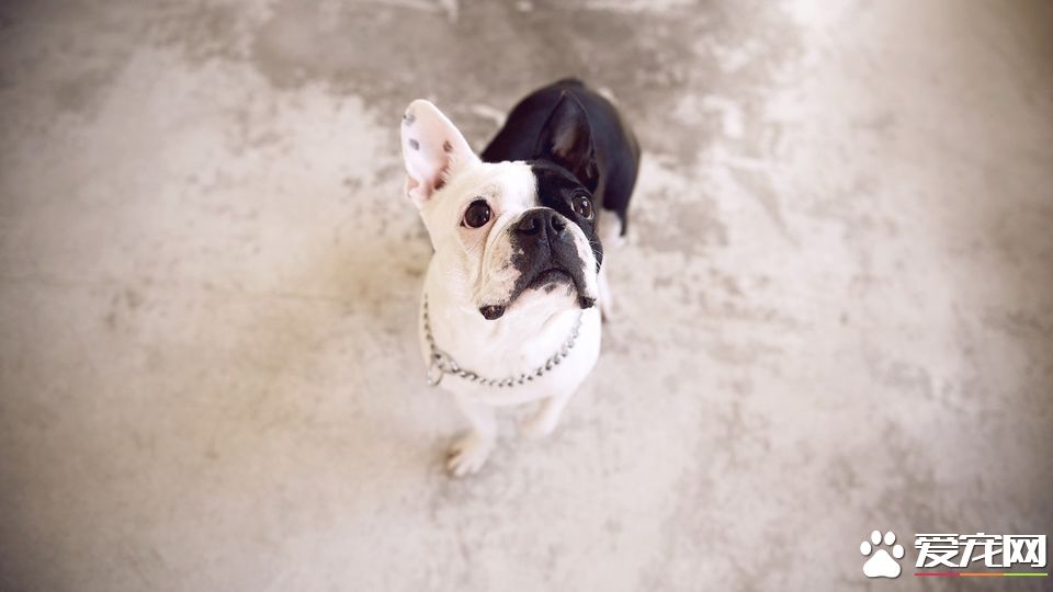 法國斗牛犬智商高嗎 法斗還是很聰明的狗