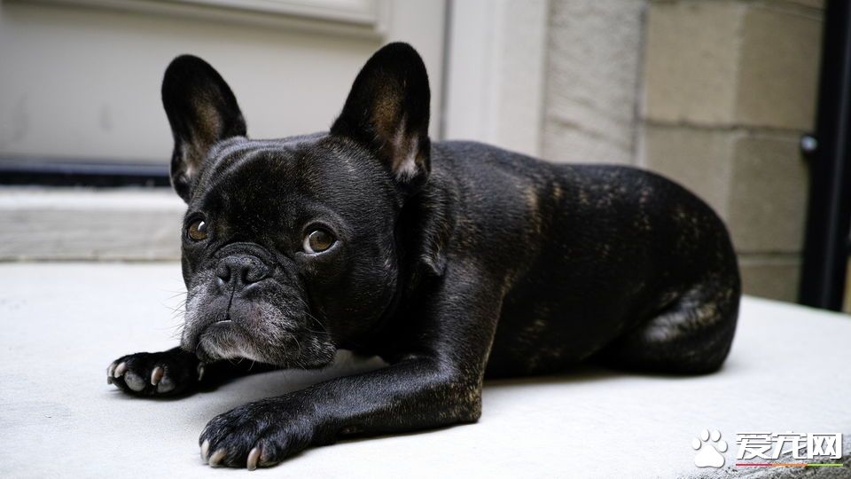 法國斗牛犬智商高嗎 法斗還是很聰明的狗