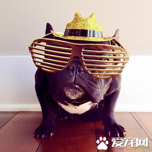 法國斗牛犬智商高嗎 法斗還是很聰明的狗