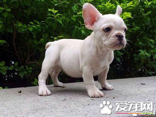 法國斗牛犬怎麼樣順產 帶著狗狗多運動多太陽