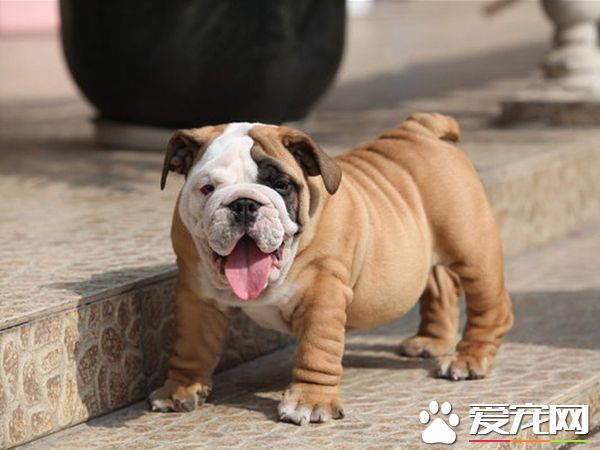 法國斗牛犬怎麼樣順產 帶著狗狗多運動多太陽