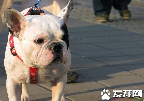 法國斗牛犬幼犬品相 法國斗牛犬頭大呈正方形
