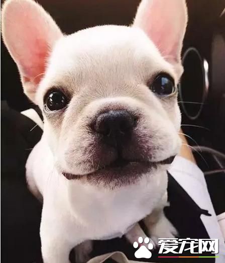 法國斗牛犬有毛嗎 法國斗牛犬是有毛發的