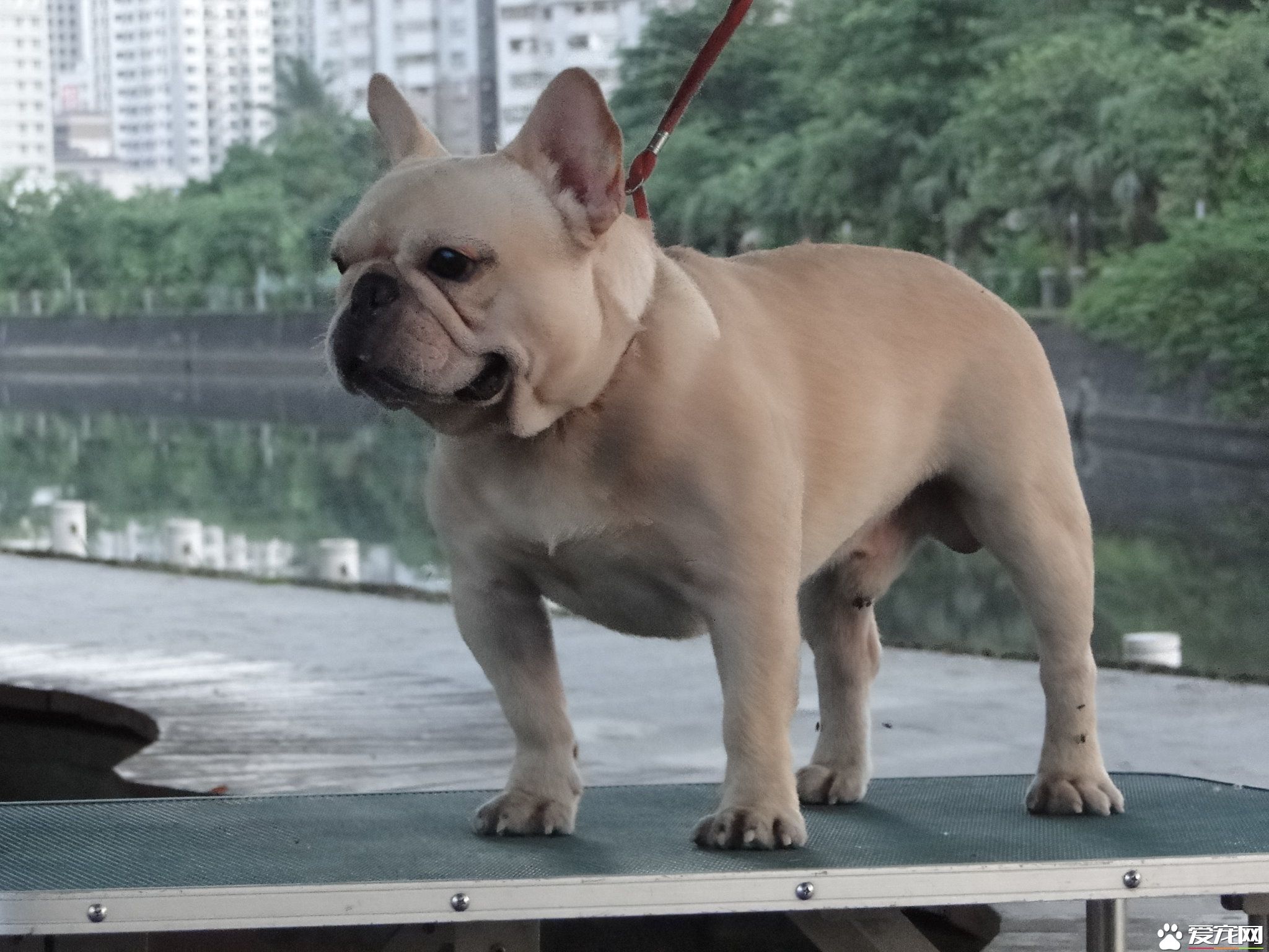 法國斗牛犬有毛嗎 法國斗牛犬是有毛發的