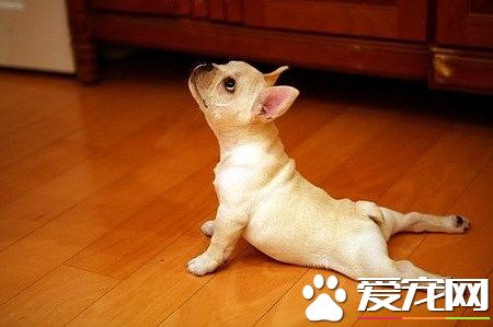 法國斗牛犬有幾種顏色 法斗一共有12種色