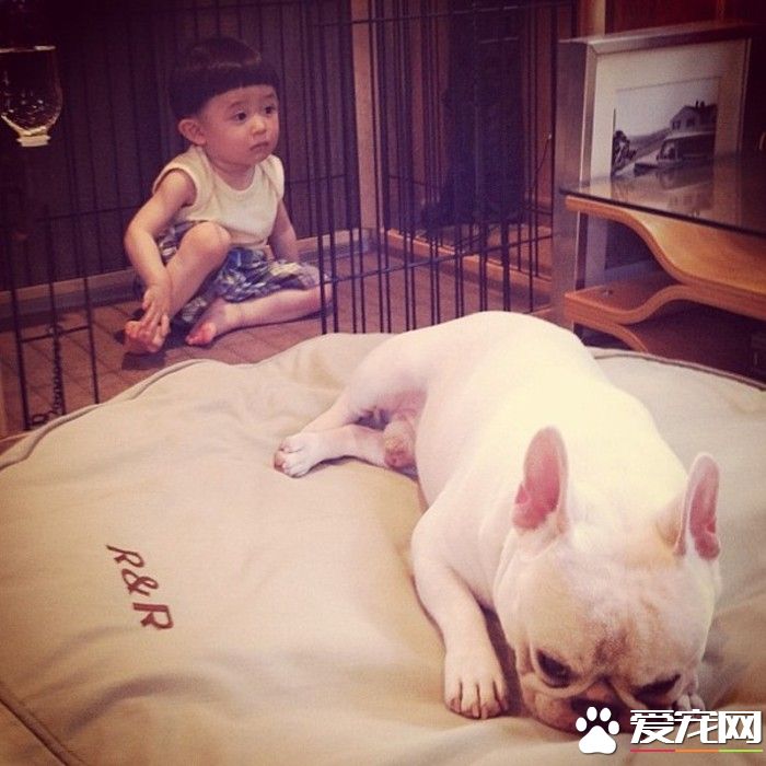 法國斗牛犬用途 法斗是一種貼心的伴侶犬