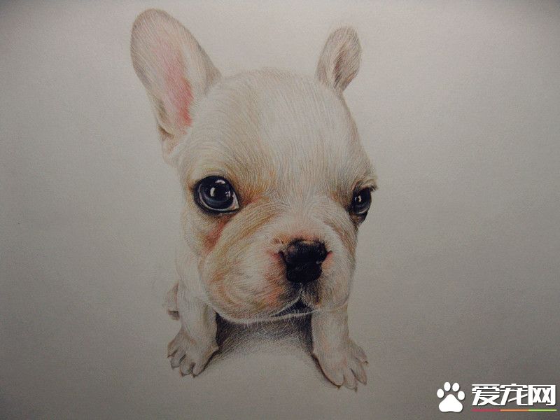 法國斗牛犬用途 法斗是一種貼心的伴侶犬