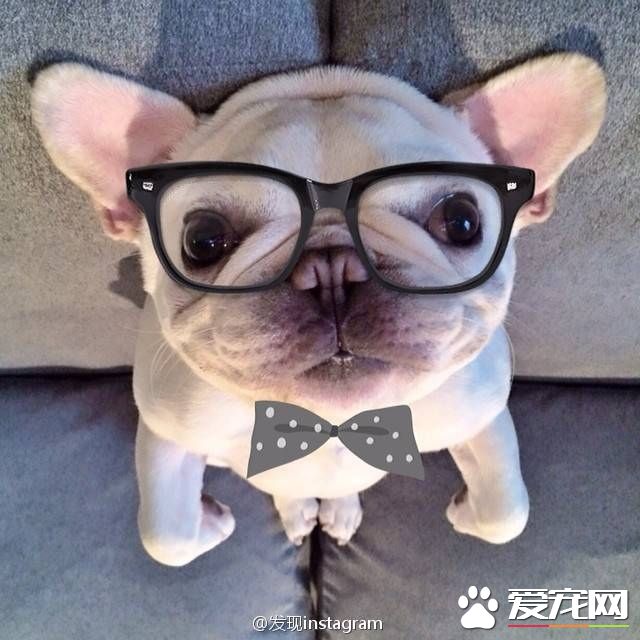 法國斗牛犬咬人嗎 法國斗牛犬不會去咬人