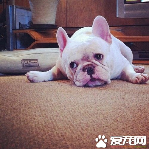 法國斗牛犬咬人嗎 法國斗牛犬不會去咬人