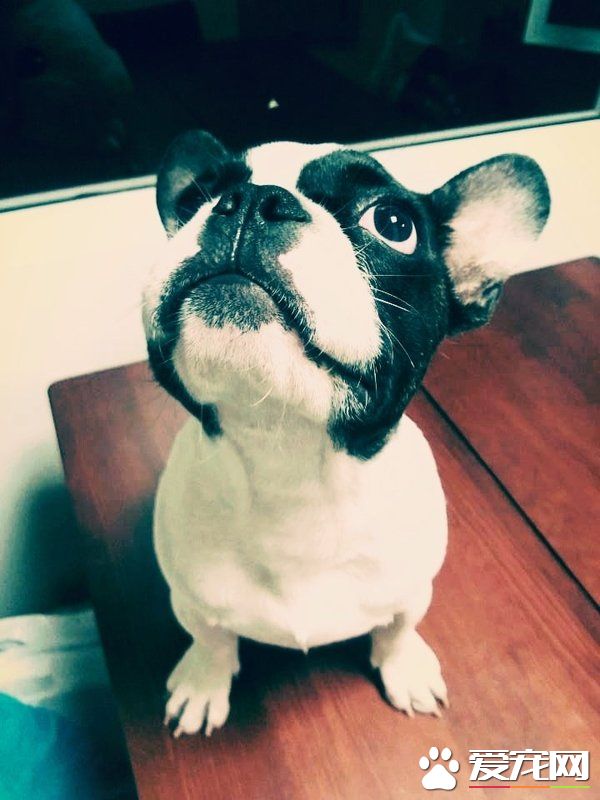 法國斗牛犬性格特點 法牛性格聰明敏捷而開朗