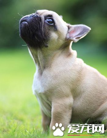 法國斗牛犬性格特點 法牛性格聰明敏捷而開朗