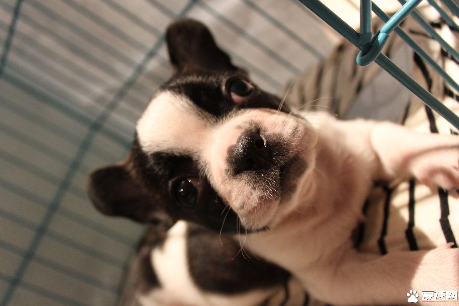 法國斗牛犬習性 法國斗牛犬親切敦厚忠誠