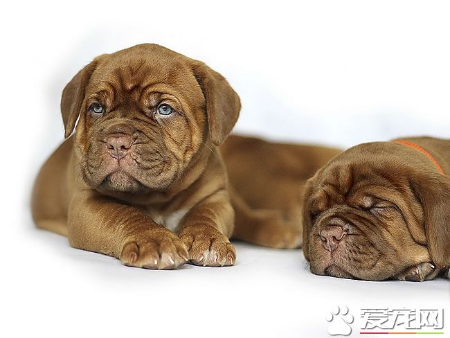 法國斗牛犬為什麼貴 產量因素決定法斗為什麼貴