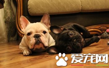 法國斗牛犬體味大嗎 法國斗牛犬一般體味很小