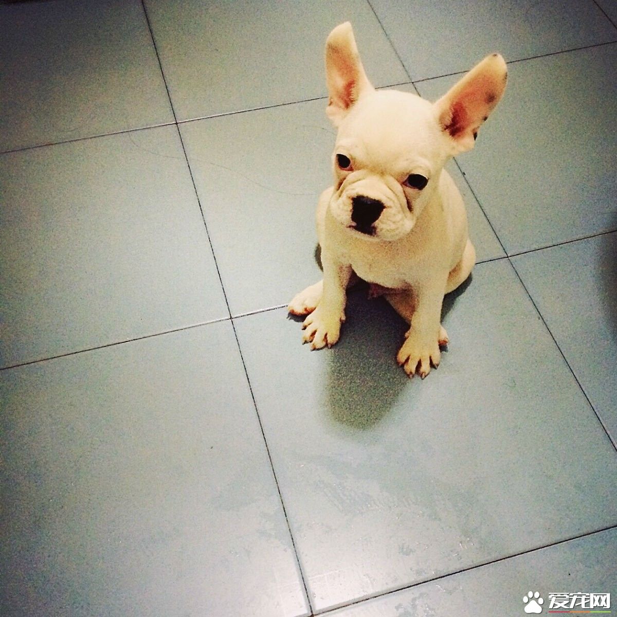 法國斗牛犬壽命是多少年 英斗壽命一般在10到12歲