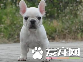 法國斗牛犬壽命是多少年 英斗壽命一般在10到12歲