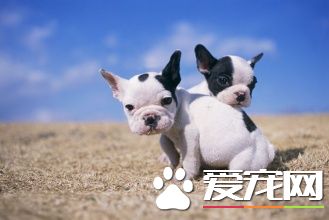 法國斗牛犬壽命是多少年 英斗壽命一般在10到12歲