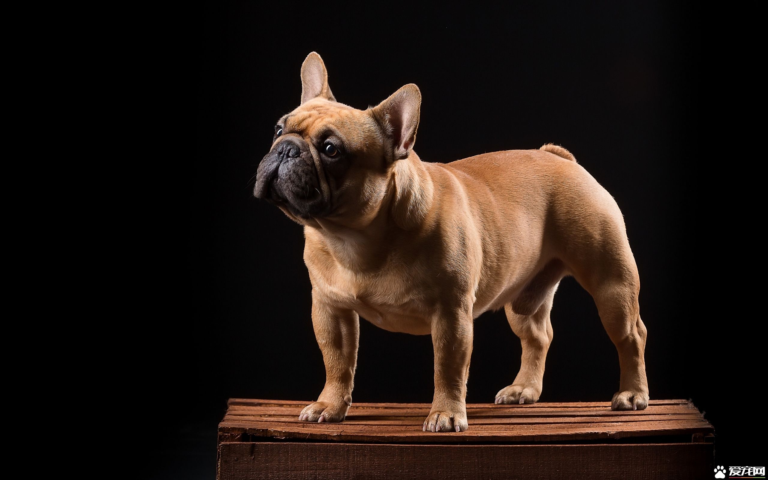 法國斗牛犬適合小孩嗎 法國斗牛犬合適和小孩玩