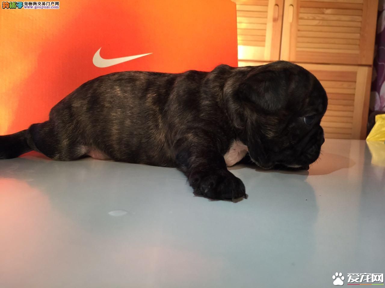 法國斗牛犬適合小孩嗎 法國斗牛犬合適和小孩玩