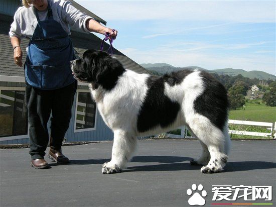 巨型紐芬蘭犬吃什麼 紐芬蘭犬的喂食要點