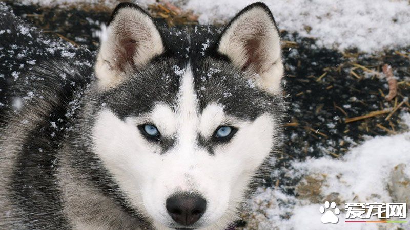 巨型阿拉斯加雪橇犬咬人嗎 一般不會咬人