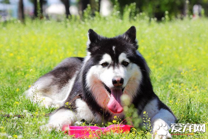 巨型阿拉斯加雪橇犬咬人嗎 一般不會咬人