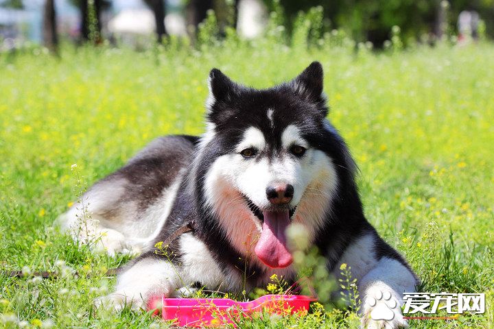 巨型阿拉斯加雪橇犬能長多大 雄性肩高25英寸