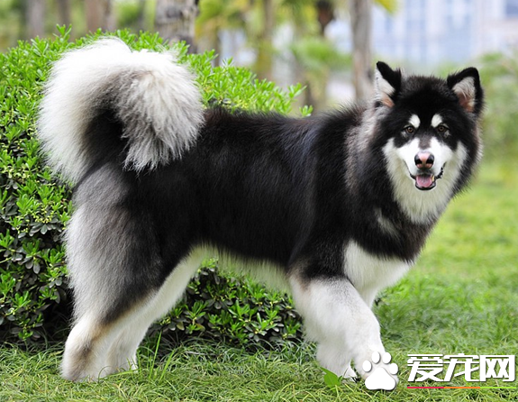 巨型阿拉斯加雪橇犬好養嗎 生長期喂養要點