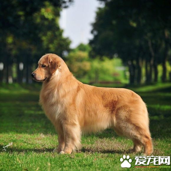 金毛尋回犬孕期 金毛尋回犬孕期症狀表現