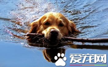 金毛尋回犬粘人程度 金毛尋回犬還是比較粘人