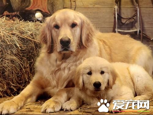 金毛尋回犬孕期 金毛尋回犬孕期症狀表現