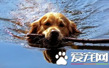 金毛尋回犬喜叫程度 狗狗相對安靜溫順不愛叫