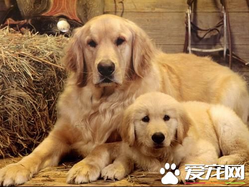 金毛尋回犬喜叫程度 狗狗相對安靜溫順不愛叫