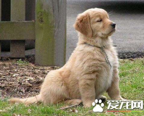 金毛尋回犬喜叫程度 狗狗相對安靜溫順不愛叫