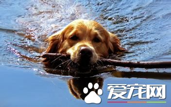 金毛尋回犬習性 金毛喜歡陪伴在人的周圍