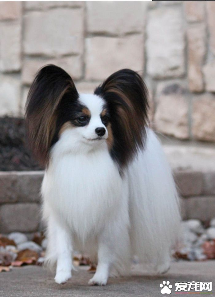 蝴蝶犬掉毛程度 蝴蝶犬掉毛原因及如何整理
