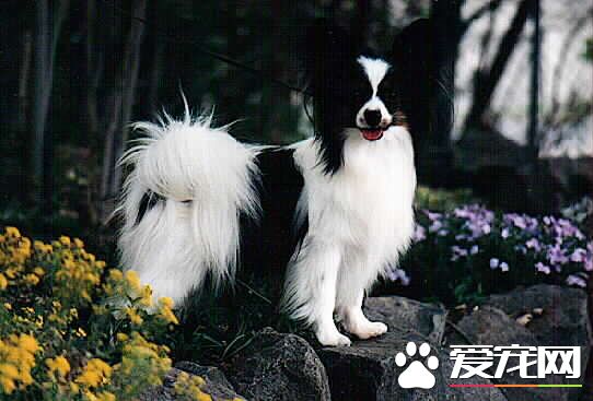 蝴蝶犬調皮嗎 蝴蝶犬還是非常調皮的狗狗