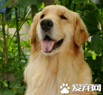 金毛獵犬和金毛尋回犬有什麼不同 是同一個品種