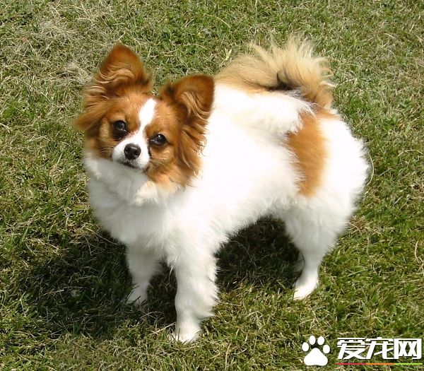 蝴蝶犬調皮嗎 蝴蝶犬還是非常調皮的狗狗