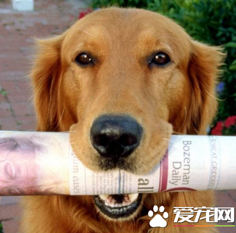 金毛獵犬和金毛尋回犬有什麼不同 是同一個品種