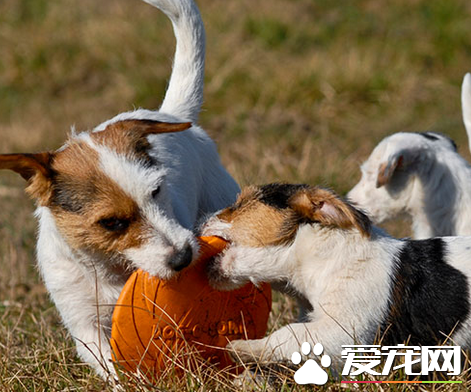 傑克羅素梗犬缺點 傑克羅素梗犬容易興奮