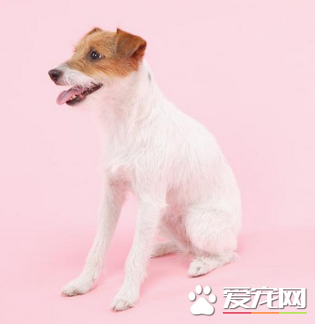 傑克羅素梗的身高體重 公母肩高都在12到14英寸